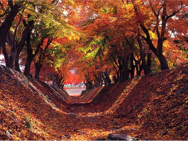 ■<見頃を迎えております♪>≪TBSテレビ|Nスタにて紹介されました≫【山梨】秋のやまなし満腹満足大満喫!紅葉の名所「河口湖もみじ回廊」&大人気「桔梗信玄餅詰め放題」!甲州郷土料理ビュッフェも♪1